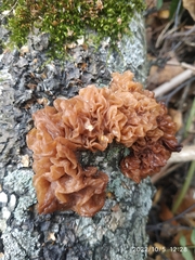 Phaeotremella