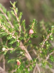 Erica australis