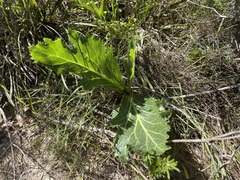 Lichtensteinia lacera