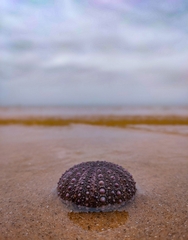 Heliocidaris erythrogramma