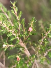 Erica australis