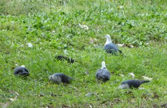 Columba leucomela