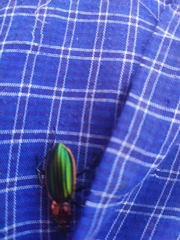 Carabus lineatus lateralis