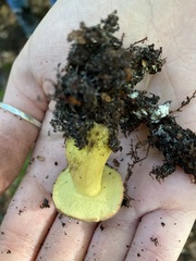 Xerocomus subtomentosus