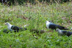 Columba leucomela