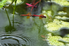 Sympetrum speciosum