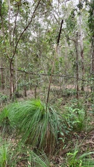 Xanthorrhoea