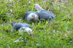 Columba leucomela