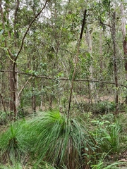 Xanthorrhoea