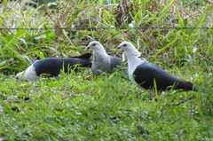 Columba leucomela