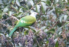 Ptilinopus magnificus