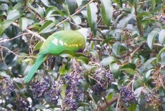 Ptilinopus magnificus