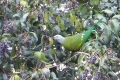 Ptilinopus magnificus