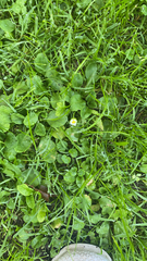 Bellis perennis
