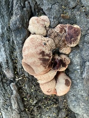 Inonotus hispidus