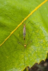 Nephrotoma australasiae