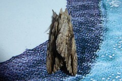 Ecnomodes sagittaria