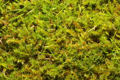 Rhytidiadelphus squarrosus