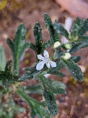 Teucrium racemosum