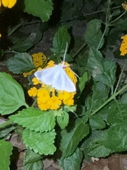 Diaphania