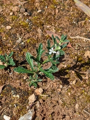 Teucrium racemosum
