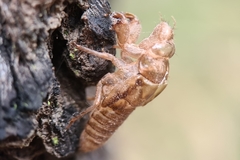 Birrima varians