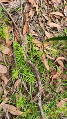 Asparagus aethiopicus
