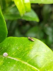 Agrilus cuprescens