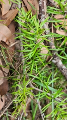 Asparagus aethiopicus