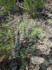 Olearia muelleri