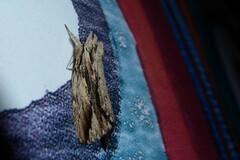 Ecnomodes sagittaria