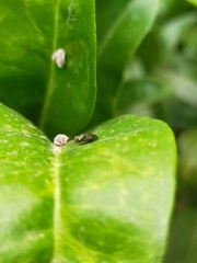 Agrilus cuprescens