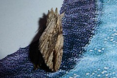 Ecnomodes sagittaria