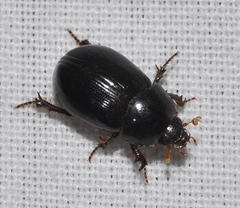 Hybosorus