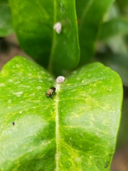 Agrilus cuprescens