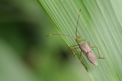 Homoeocerus bipunctatus