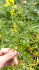 Brassicaceae