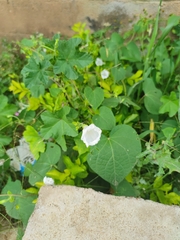 Ipomoea biflora