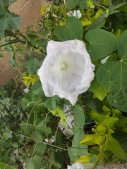 Ipomoea biflora
