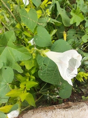 Ipomoea biflora