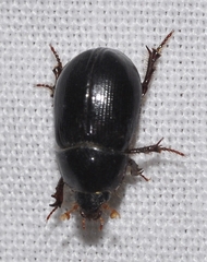 Hybosorus