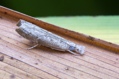 Culladia hastiferalis