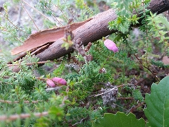 Erica ciliaris