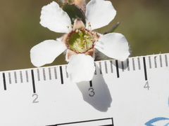 Leptospermum trinervium