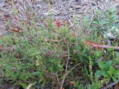 Erica ciliaris