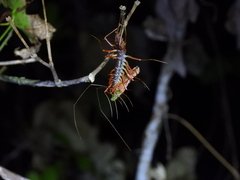 Thereuonema tuberculata