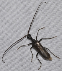 Vesperus fuentei