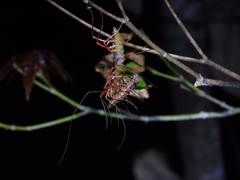 Thereuonema tuberculata