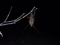 Thereuonema tuberculata