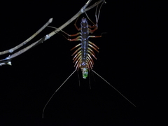 Thereuonema tuberculata